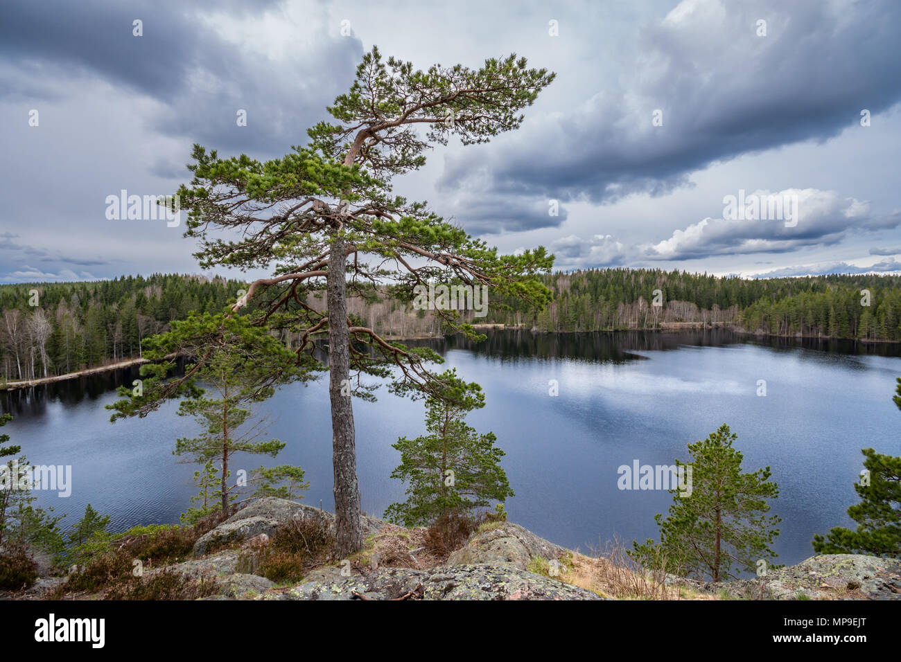 Vieil arbre énorme au sommet d'une colline surplombant le lac dans la forêt. Prises le long Bergslagsleden, sentier de randonnée dans la nature réserver Ånnaboda, dans le centre de la Suède. Banque D'Images