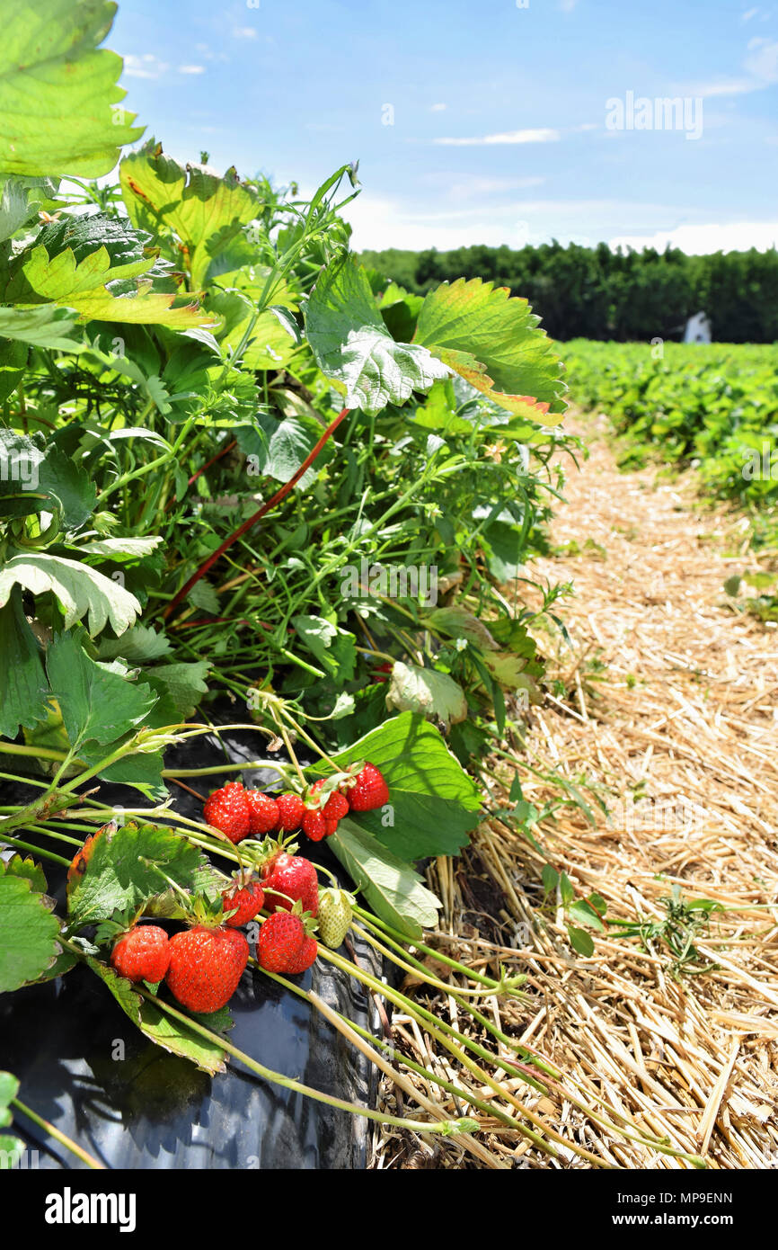 Plantation de fraises en Europe de l'Est Banque D'Images