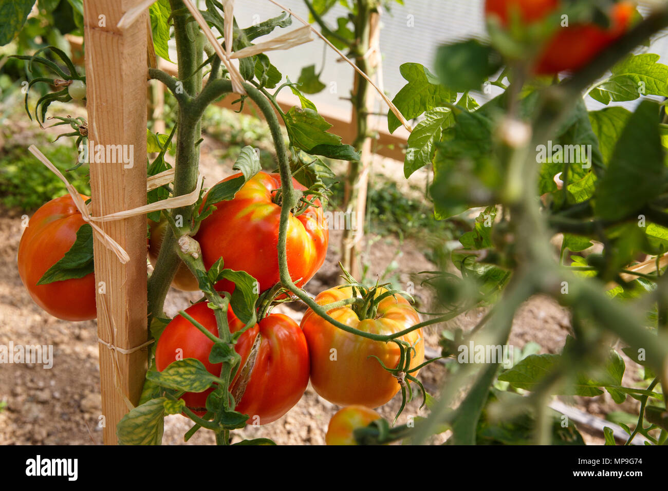 Le mûrissement des tomates fraîches, dans la serre. L'agriculture, l'industrie alimentaire concept. Banque D'Images