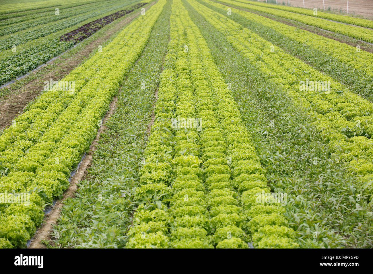 Champ avec des rangées de têtes de laitue, prêt pour la récolte. L'industrie de l'Agriculture, des produits frais, la production de masse et l'échange commercial concept et te Banque D'Images