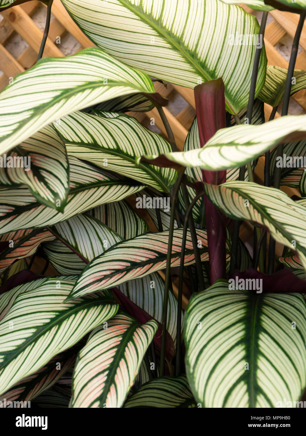 Blanc veiné Vert feuilles du feuillage exotique plante sempervirente, Calathea 'White Star' Banque D'Images