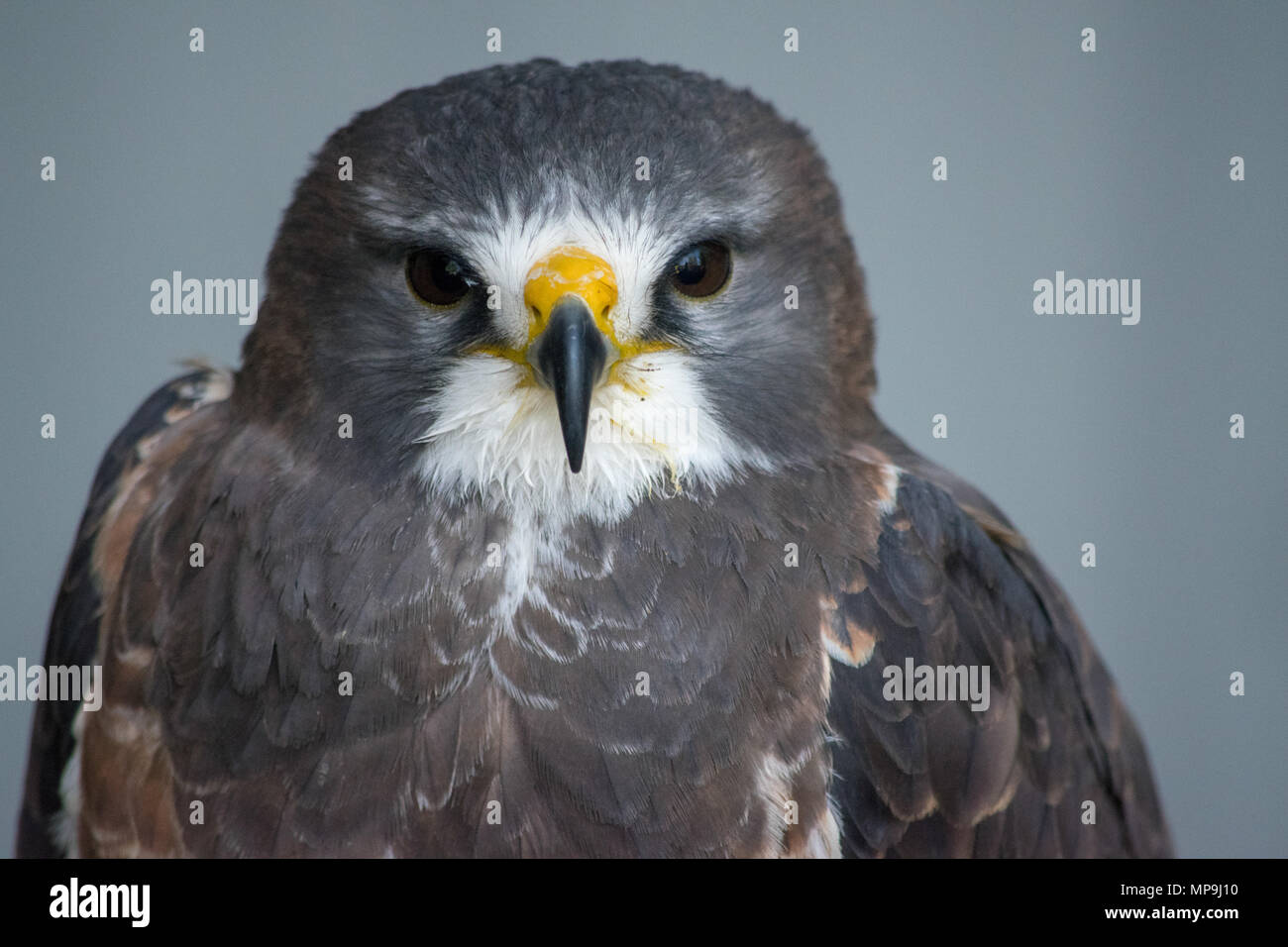 Close up head shot of de Swainson (Buteo swainsoni) est un grand de l'Hawk Buteo Falconiformes trouvés dans le Nord. Alberta Birds of Prey Foundat Banque D'Images