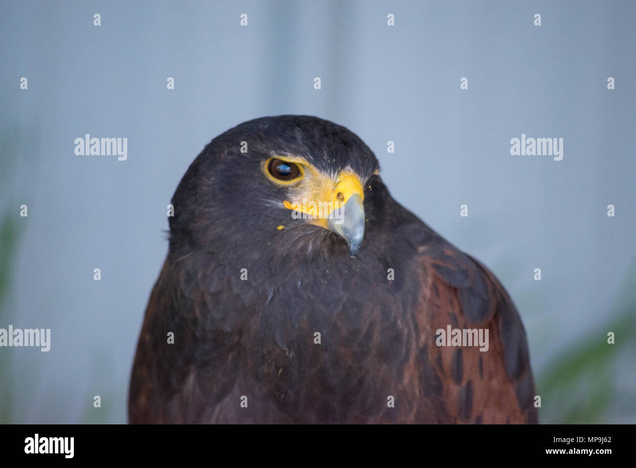 Busard Saint-Martin est une espèce de faucon diurnes placés dans le Circinae sous-famille de la Famille des Accipitridae d'oiseaux de proie. Les oiseaux de proie de l'Alberta Foundation, Banque D'Images