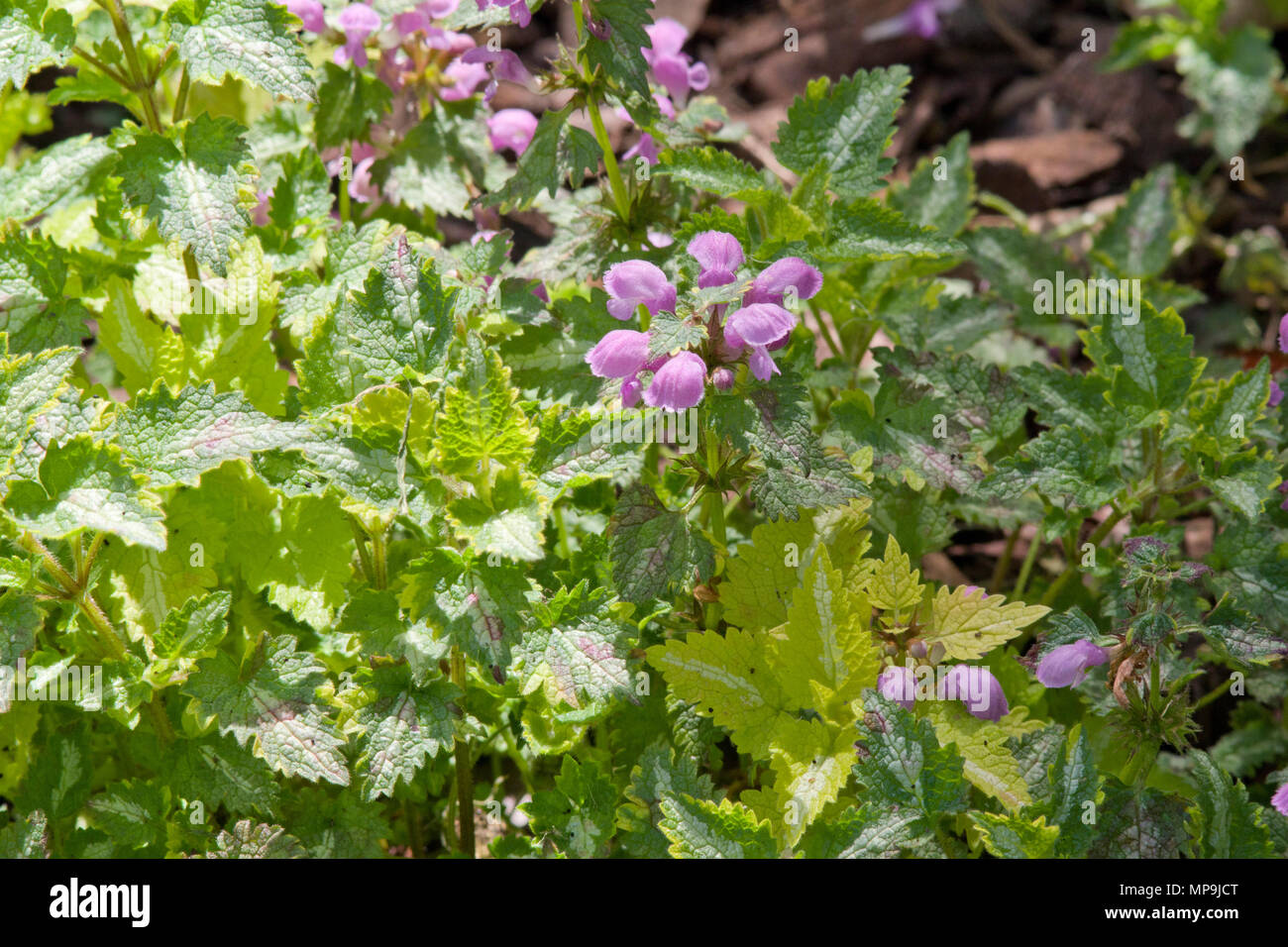 Lamium maculatum Golden Anniversaire Banque D'Images