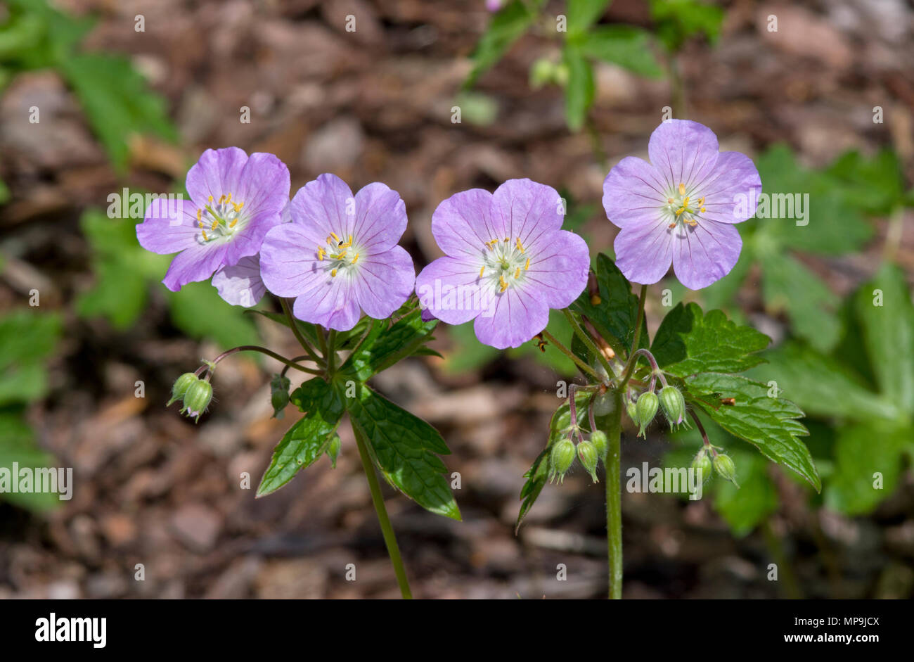 Geranium maculatum Vickie Lynn Banque D'Images