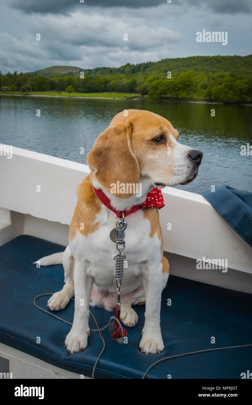 Un mignon petit chien beagle est assis sur un bateau sur l'eau de Coniston dans le Lake District, UK Banque D'Images