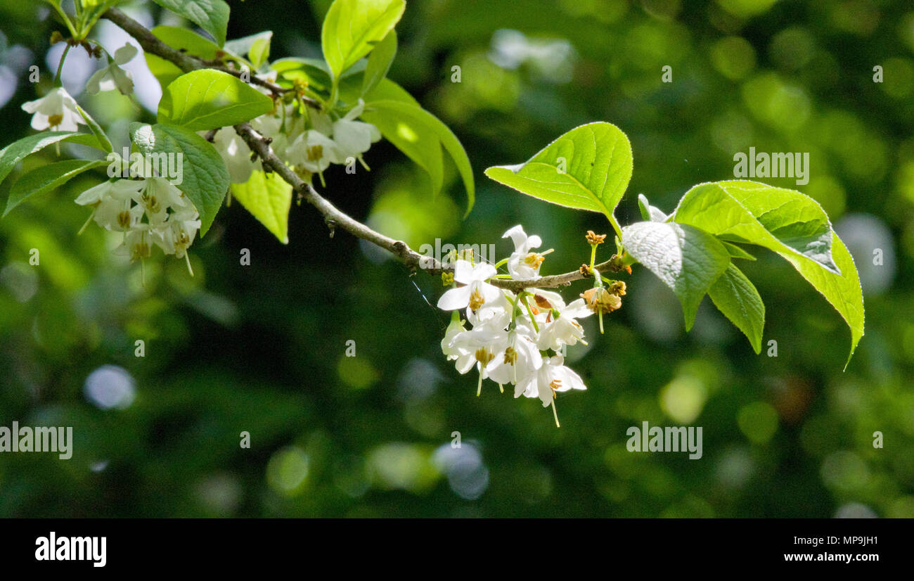 Halesia carolina Snowdrop tree Banque D'Images