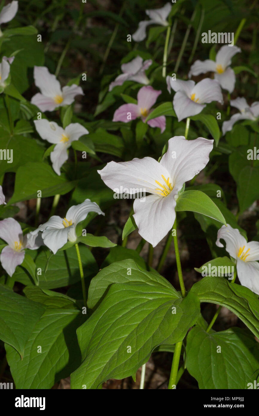 Une colonie de trillium à grande fleur dans les Blue Ridge Mountains de la Géorgie du nord, USA. Banque D'Images