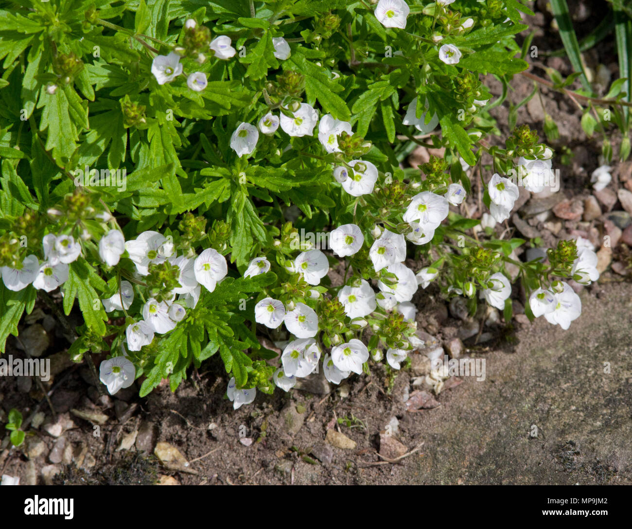 Veronica austriaca 'Jacqueline' Banque D'Images