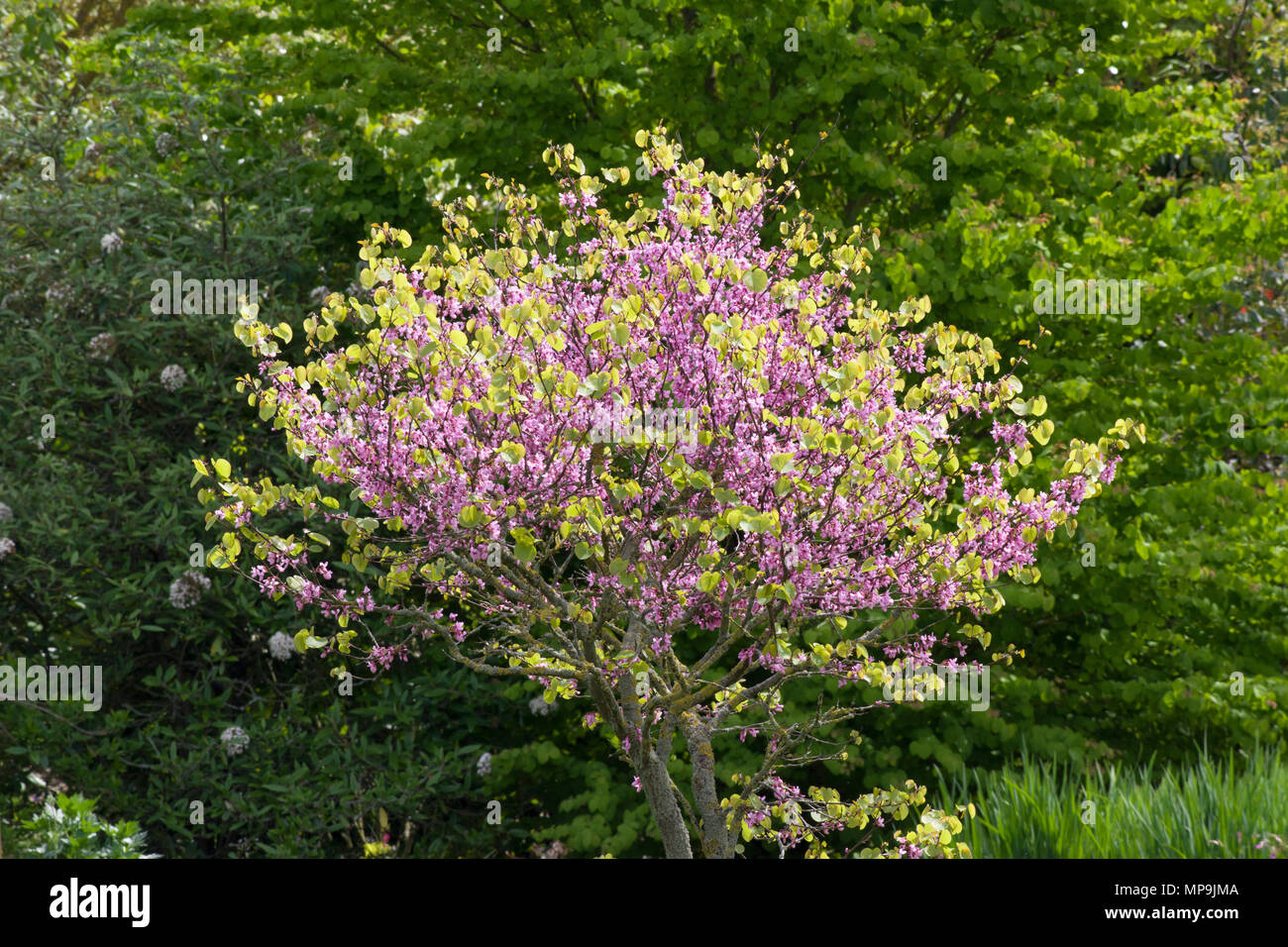 Cercis siliquastrum arbre de Judée Banque D'Images