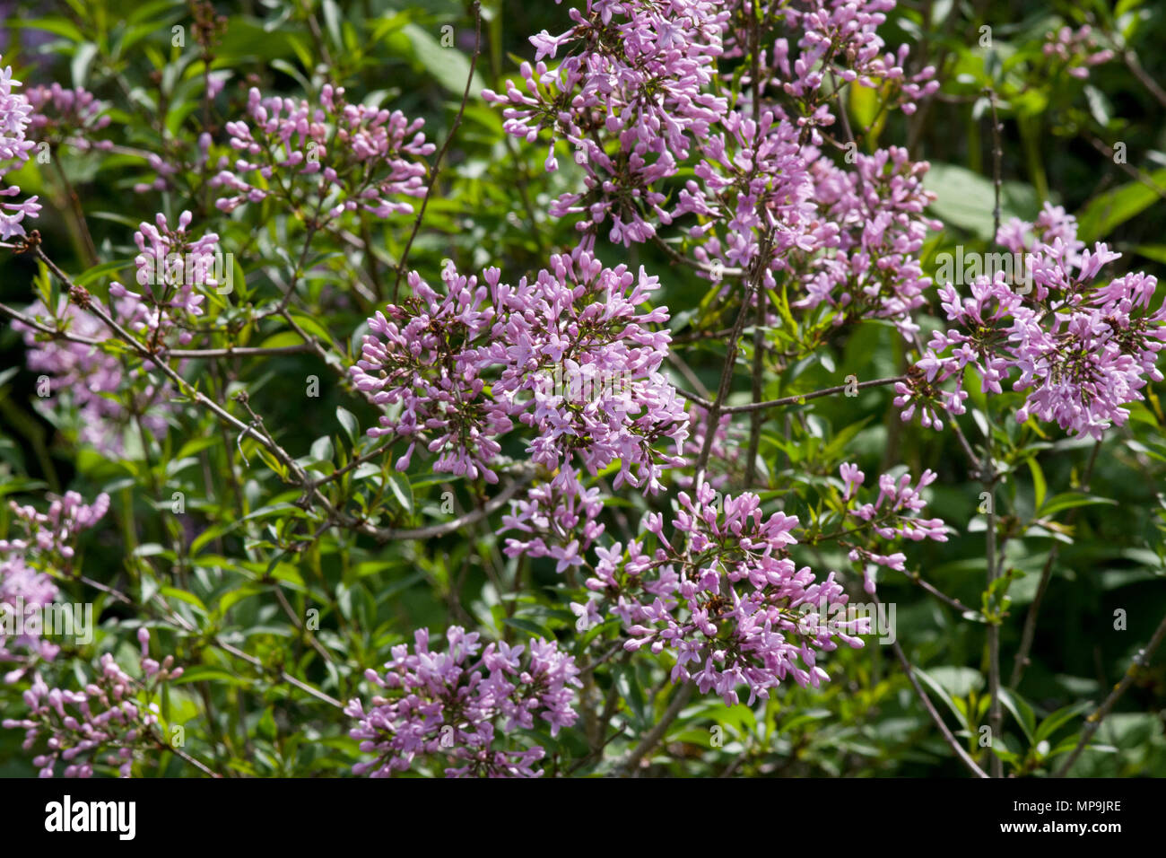 Syringa Persica Banque D'Images