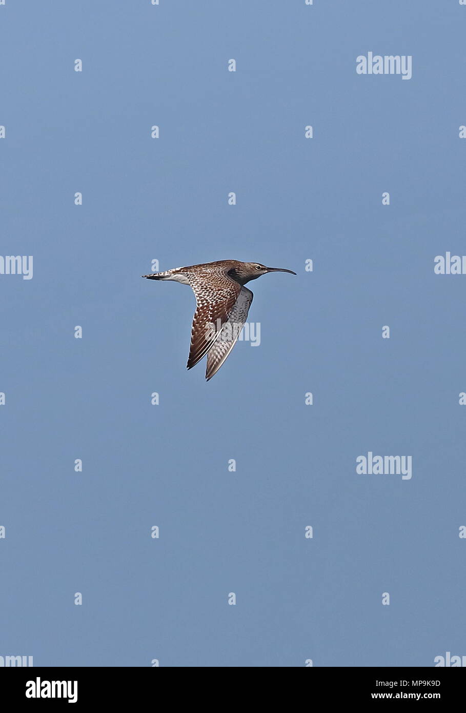 Courlis corlieu (Numenius phaeopus) adulte en vol au-dessus de la mer au large des côtes de Bretagne, la France peut Banque D'Images