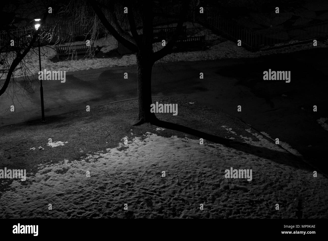 Une photo en noir et blanc d'une nuit, lumière d'un arbre et un peu de neige sur le terrain Banque D'Images