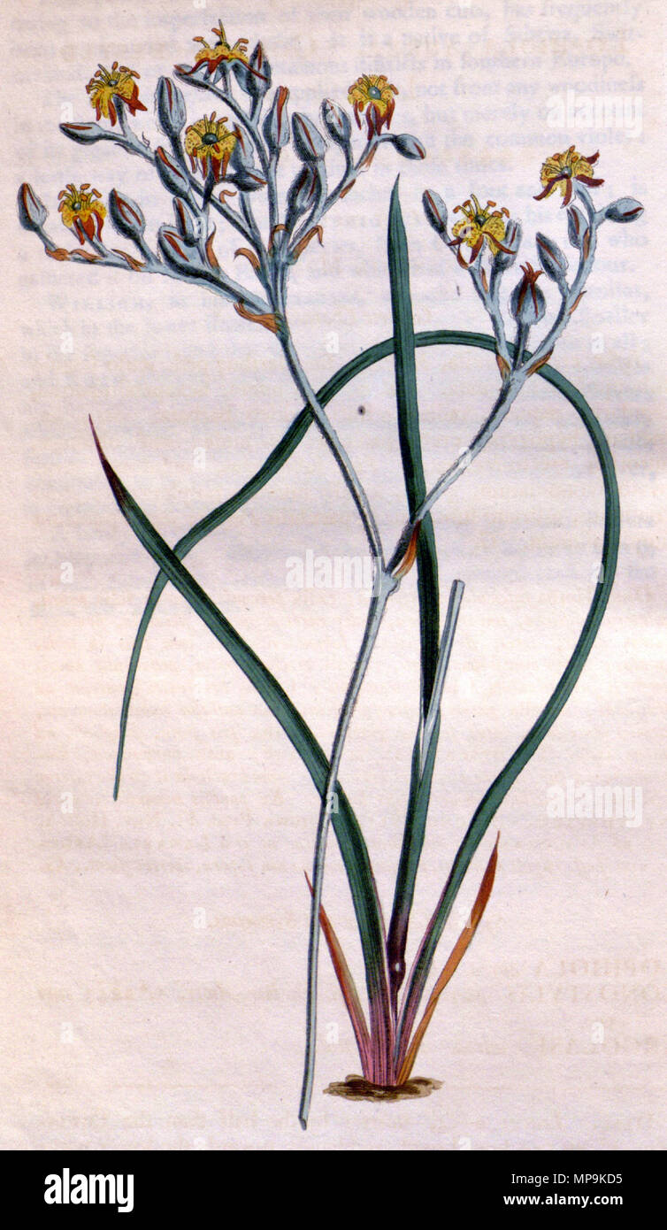 . Anglais : Lophiola aurea . L'année 1814. Sydenham Edwards (d. 1819) 818 Lophiola aurea M3 Banque D'Images