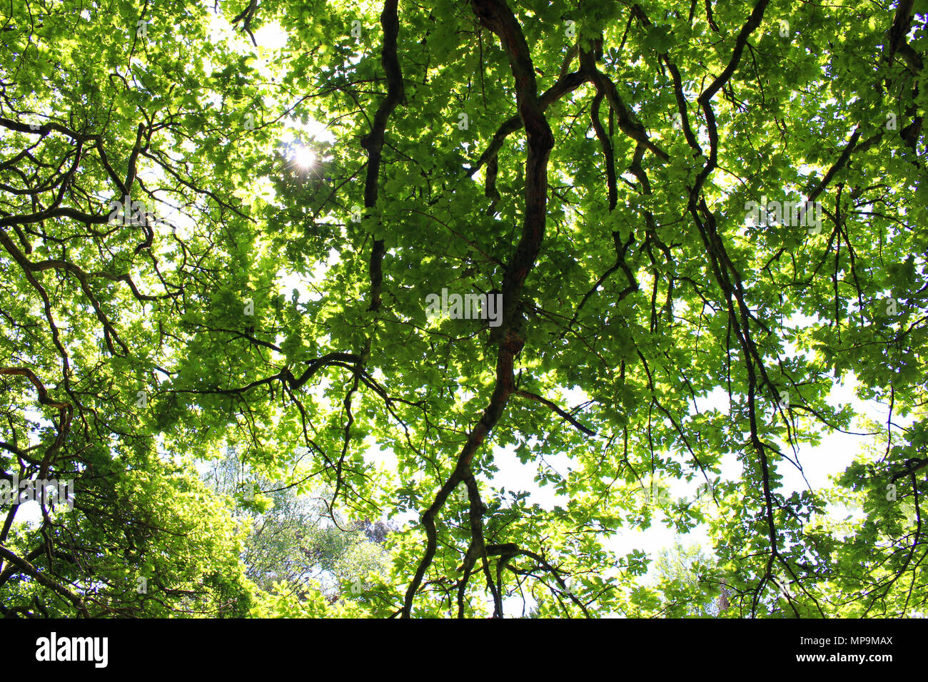 Une photographie à la hausse pour une branche d'arbre en surplomb, feuillage vert luxuriant, contre un ciel d'été bleu et la lumière du soleil, flare peeking through Banque D'Images