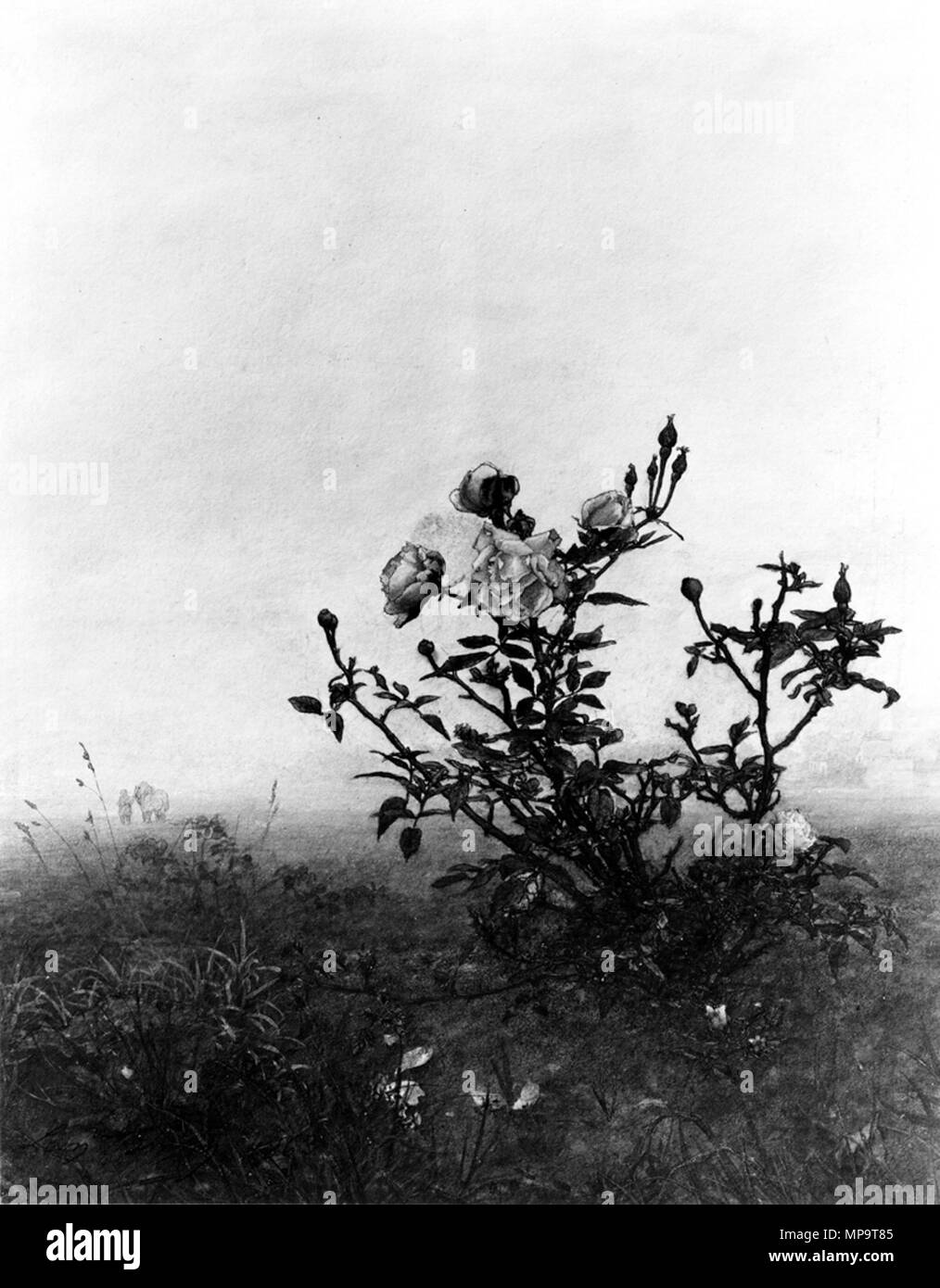 Léon Bonvin (Français, 1834-1866). "Le rosier,' 1863. Aquarelle, encre et graphite sur papier. Walters Art Museum (37,1516) : Acquis par William T. Walters. 37,1516 836 Léon Bonvin - Le Rosier - Walters 371516 Banque D'Images
