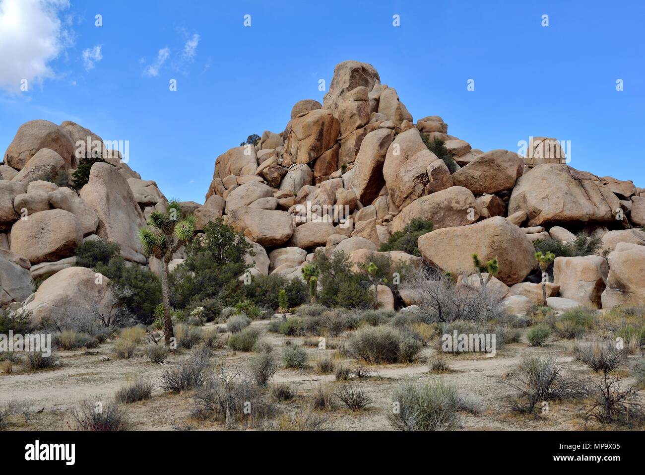 Joshua trees, Yucca brevifolia, Yucca, palm rock pile monzogranite, Hidden Valley, Joshua Tree National Park, CA 68135 180312 Banque D'Images