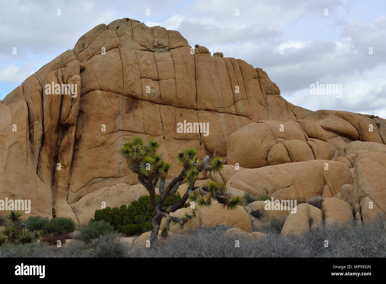 Joshua Tree, rock, Jumbo Rocks Monzogranite campground, Joshua Tree National Park, CA 68177 180312 Banque D'Images