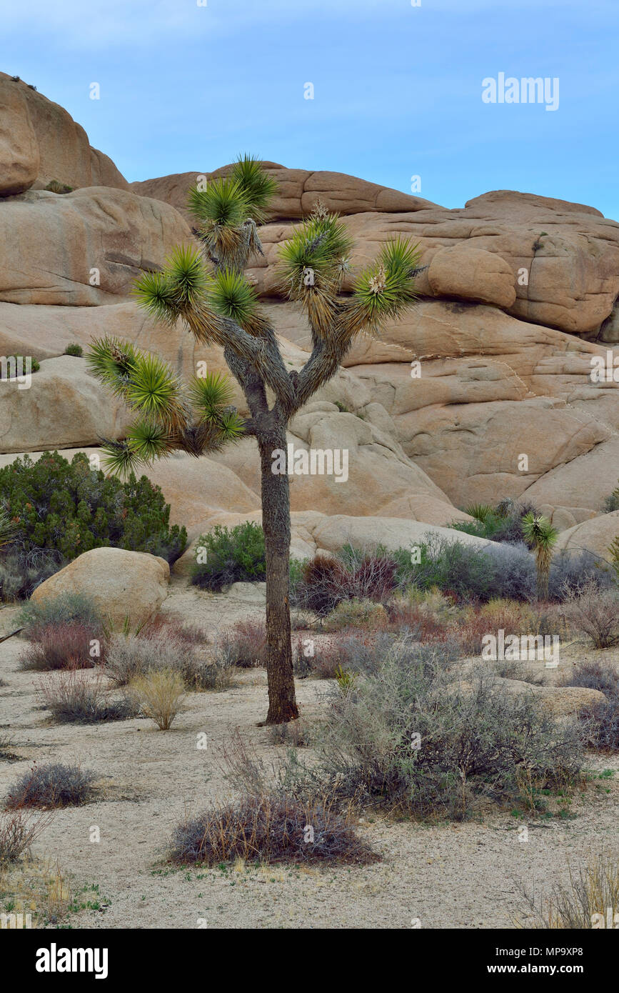 Joshua Tree, avec veine rock Monzogranite aplitiques, Jumbo Rocks campground, Joshua Tree National Park, CA 68184 180312 Banque D'Images