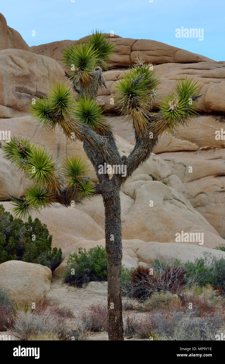 Joshua Tree, avec veine rock Monzogranite aplitiques, Jumbo Rocks campground, Joshua Tree National Park, CA 73492 180312 Banque D'Images