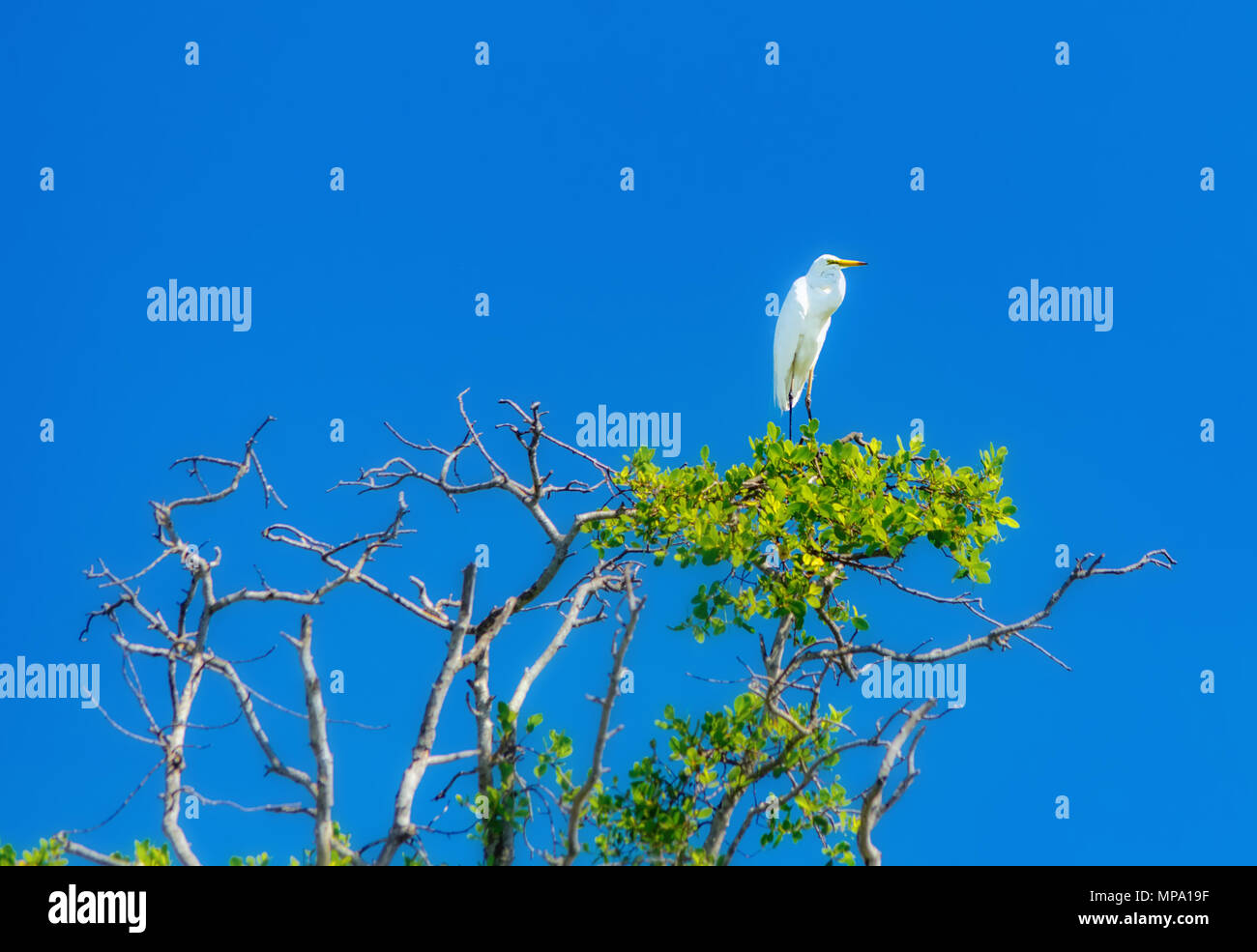 Héron blanc assis sur un arbre contre le ciel bleu. Banque D'Images