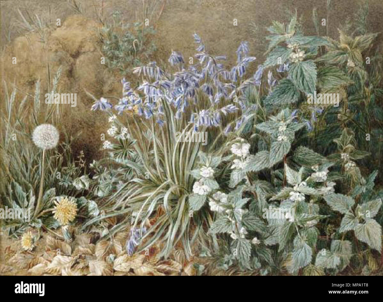 . Anglais : Marian Emma Chase 1905 Fleurs sauvages . 9 août 2014, 09:46:20. Marian Emma Chase 859 Marian Emma Chase 1905 Fleurs sauvages Banque D'Images