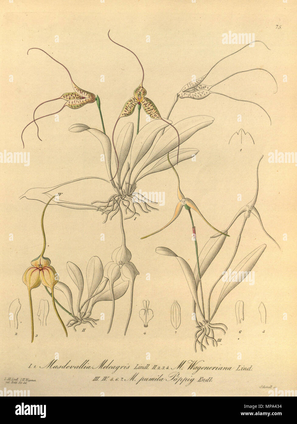 . Illustration de l'I.Masdevallia Masdevallia wageneriana meleagris II.III, IV. Masdevallia pumila . 1858. Heinrich Gustav Reichenbach (1824-1889) Noms alternatifs Rchb.f. German-Saxon pteridologist Description, botaniste, ornithologue et enseignant à l'université Date de naissance/Décès 3 Janvier 1824 6 mai 1889 Lieu de naissance/décès Dresde Hambourg Leipzig Lieu de travail contrôle d'autorité : Q62820 : 77066171 ISNI VIAF : 0000 0000 8396 1069 RCAC : n79125882 NLA : 35749194 : Botaniste Rchb.f. WorldCat 869 Masdevallia meleagris-wageneriana-Masdevallia Masdevallia pumila - Xenia 1-75 (1858) Banque D'Images