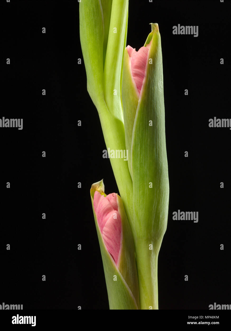 Close-up iimage d Galdioli rose des boutons de fleurs tout juste à afficher la couleur. Banque D'Images