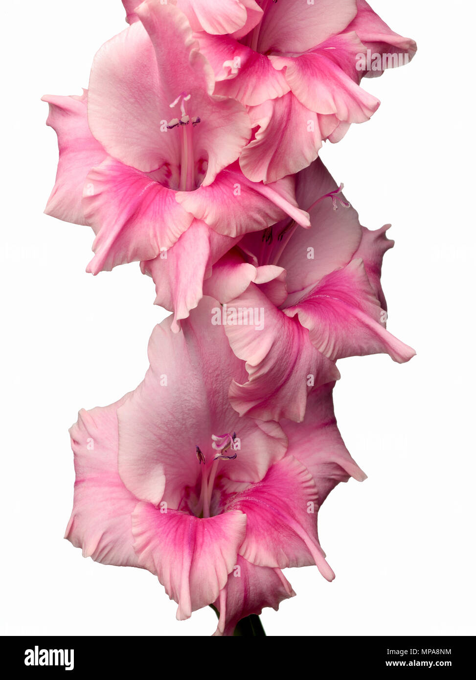 Glaïeul rose fleur en studio. Banque D'Images