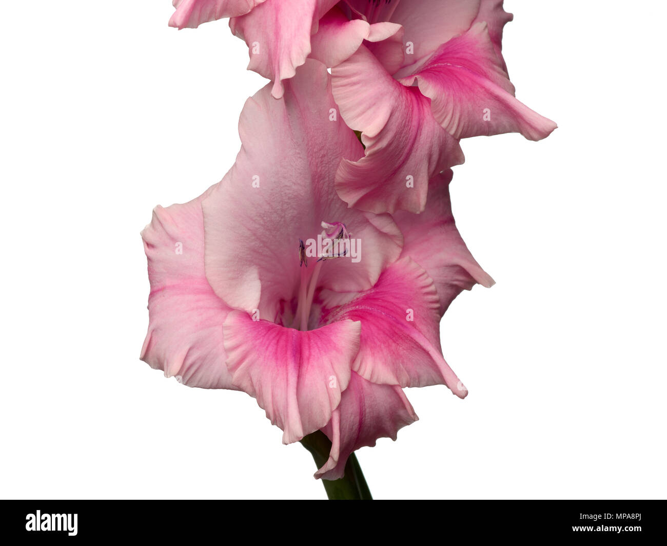 Macro photo de fleur de glaïeul. Banque D'Images