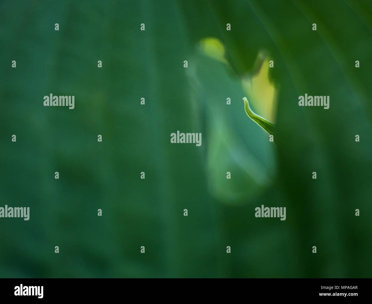 Contour des feuilles de l'hostа plan, une végétation luxuriante. Feuilles de couleur vert foncé d'une plante. Le hosta dans le jardin Banque D'Images