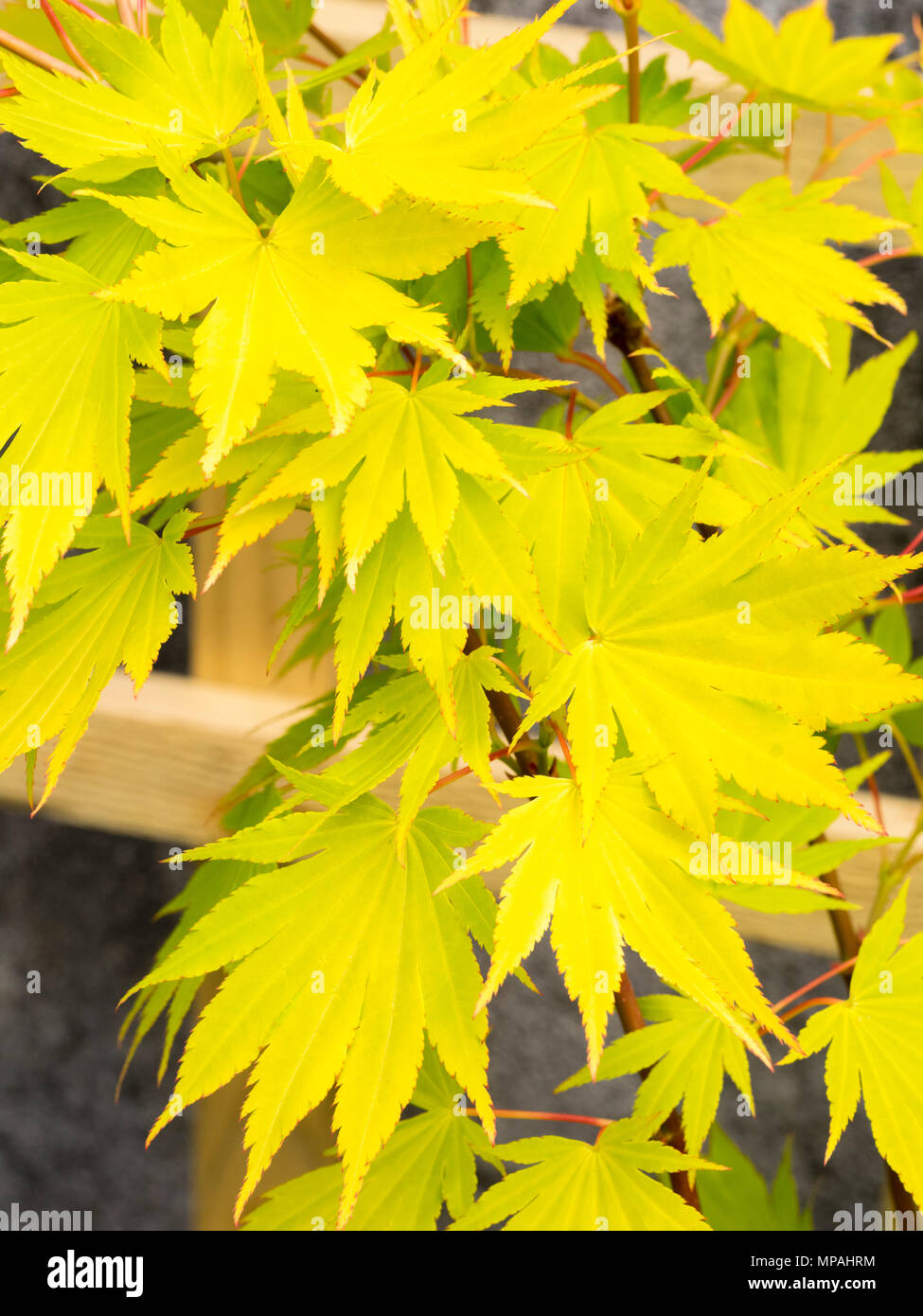 Feuillage d'été jaune de l'Ornamental Japanese maple, Acer shirasawanum 'Jordan' Banque D'Images