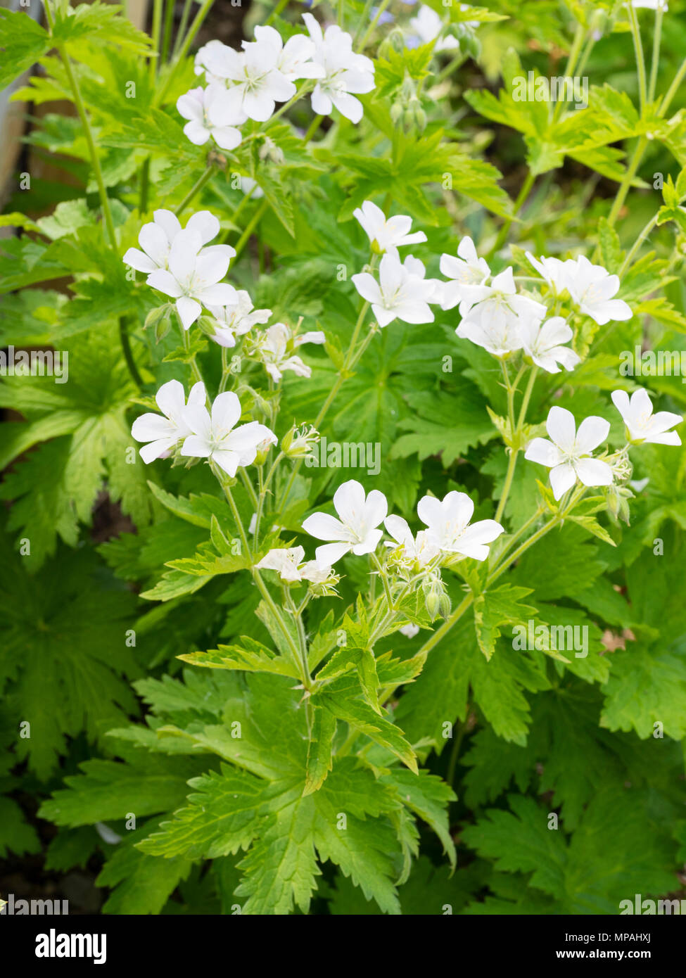 Fleurs blanches de la plante vivace, géranium sanguin bois Geranium  sylvaticum 'Album' Photo Stock - Alamy