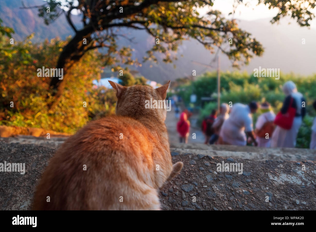 Chat assis sur l'escalier de pierre et à la recherche sur les personnes. Banque D'Images