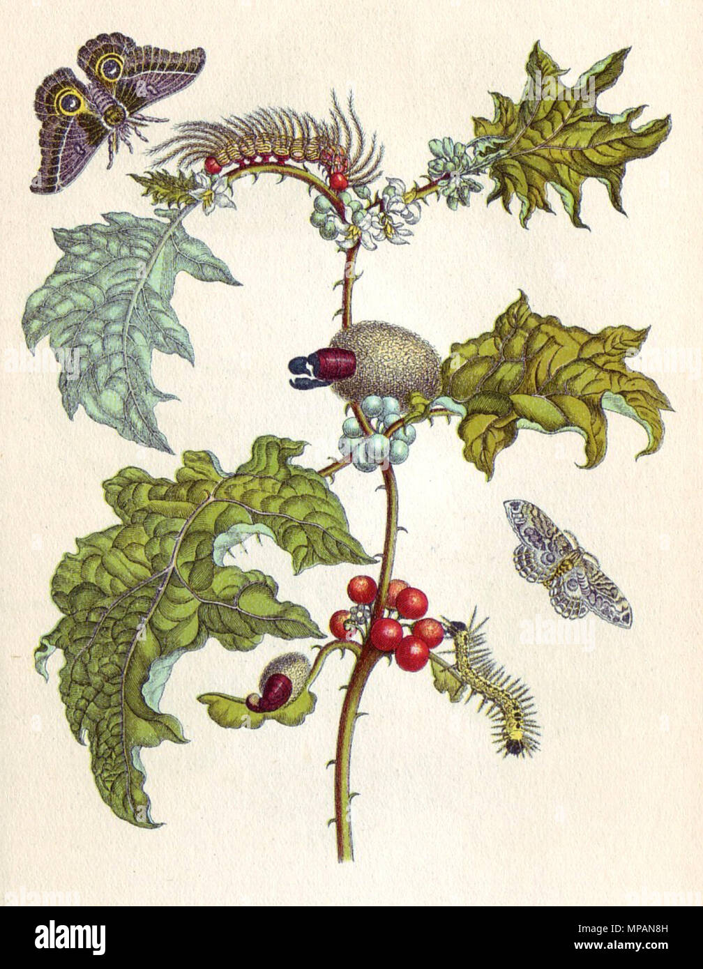 . Deutsch : Kolorierter Kupferstich Metamorphosis insectorum Surinamensium aus, Bildtafel VI. 1705 Anglais : gravure en cuivre à partir de la métamorphose insectorum Surinamensium Plaque, VI. 1705) . 1705. Maria Sibylla Merian (1647-1717) 885 Merian Métamorphose VI Banque D'Images