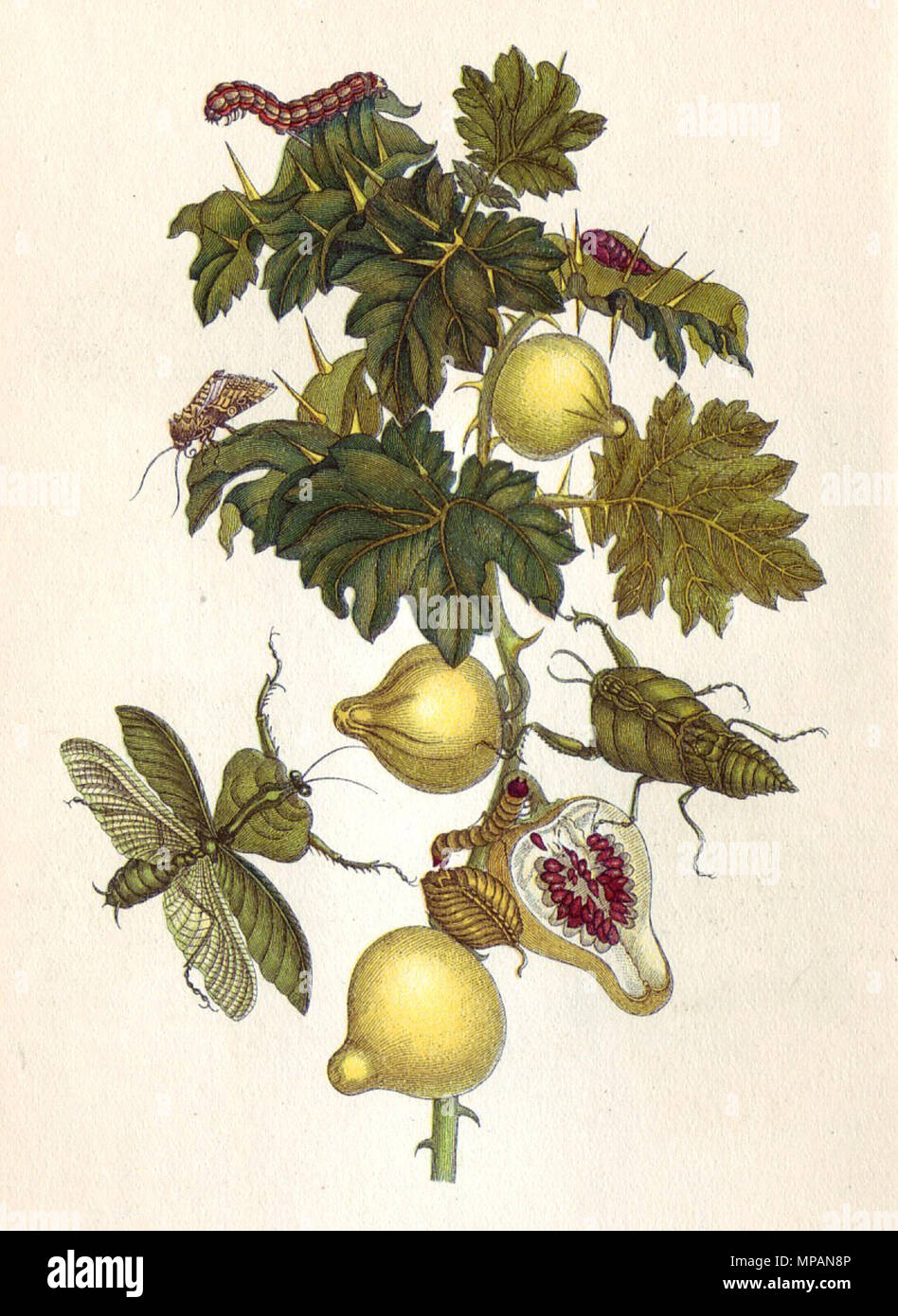 . Deutsch : Kolorierter Kupferstich Metamorphosis insectorum Surinamensium aus, Bildtafel XXVII. Musa paradisiaca, 1705 English : gravure en cuivre à partir de la métamorphose insectorum Surinamensium Plaque, XXVII. Musa paradisiaca, 1705). 1705. Maria Sibylla Merian (1647-1717) 885 Merian Métamorphose XXVII Banque D'Images