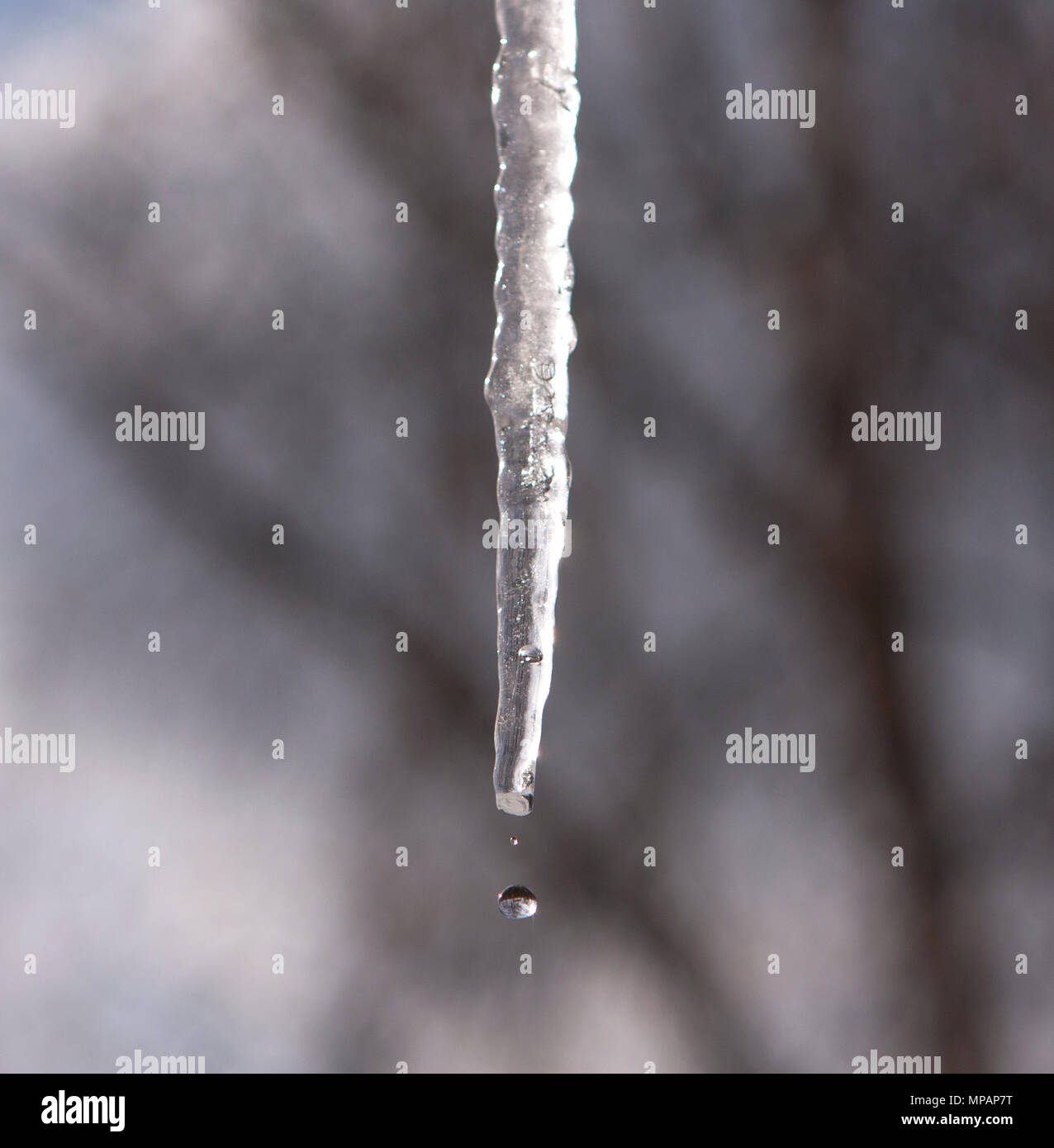 Une goutte d'eau tombe de icicle Banque D'Images