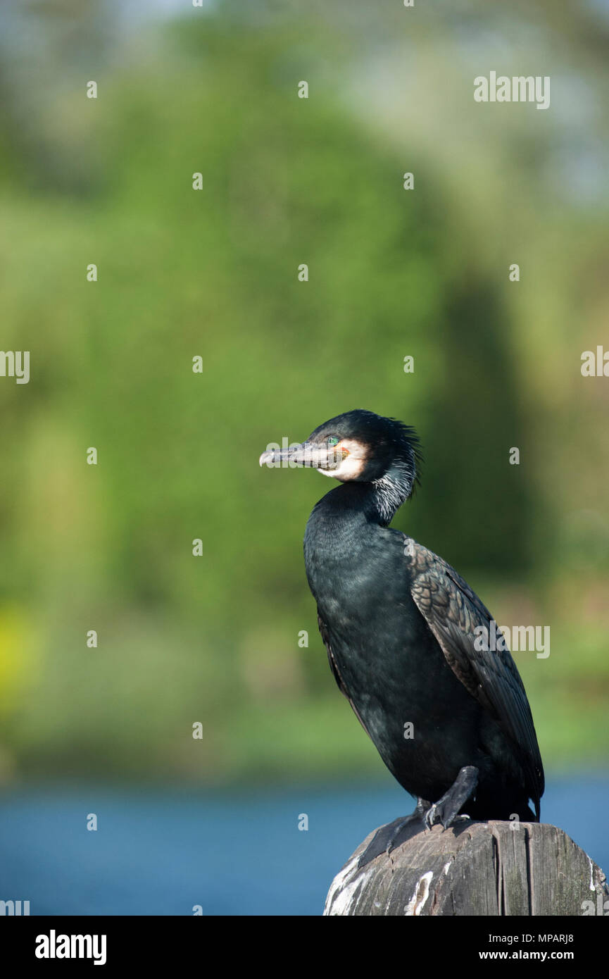 Grand cormoran Phalacrocorax carbo),(,aussi connu comme le Grand Cormoran, posés sur des post, Regents Park, Londres, Royaume-Uni Banque D'Images