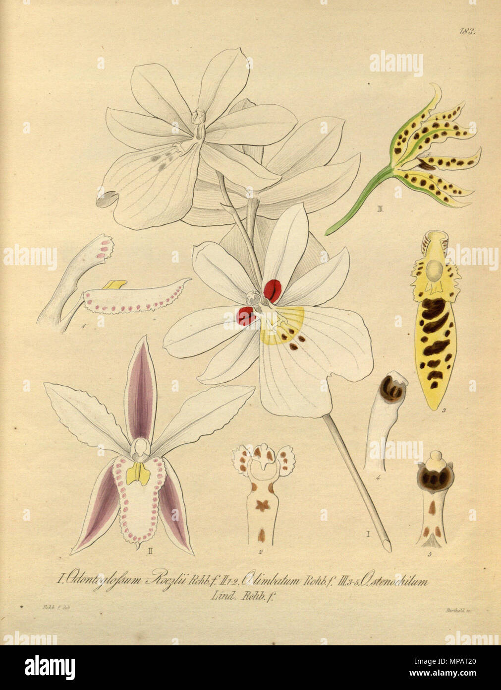 895 Miltoniopsis roezlii roezlii (comme Odontoglossum Oncidium × limbatum) - (qu'OD. limbatum) Cyrtochilum stenochilum - (qu'OD. stenochilum) - Xenia 2 pl 183 Banque D'Images
