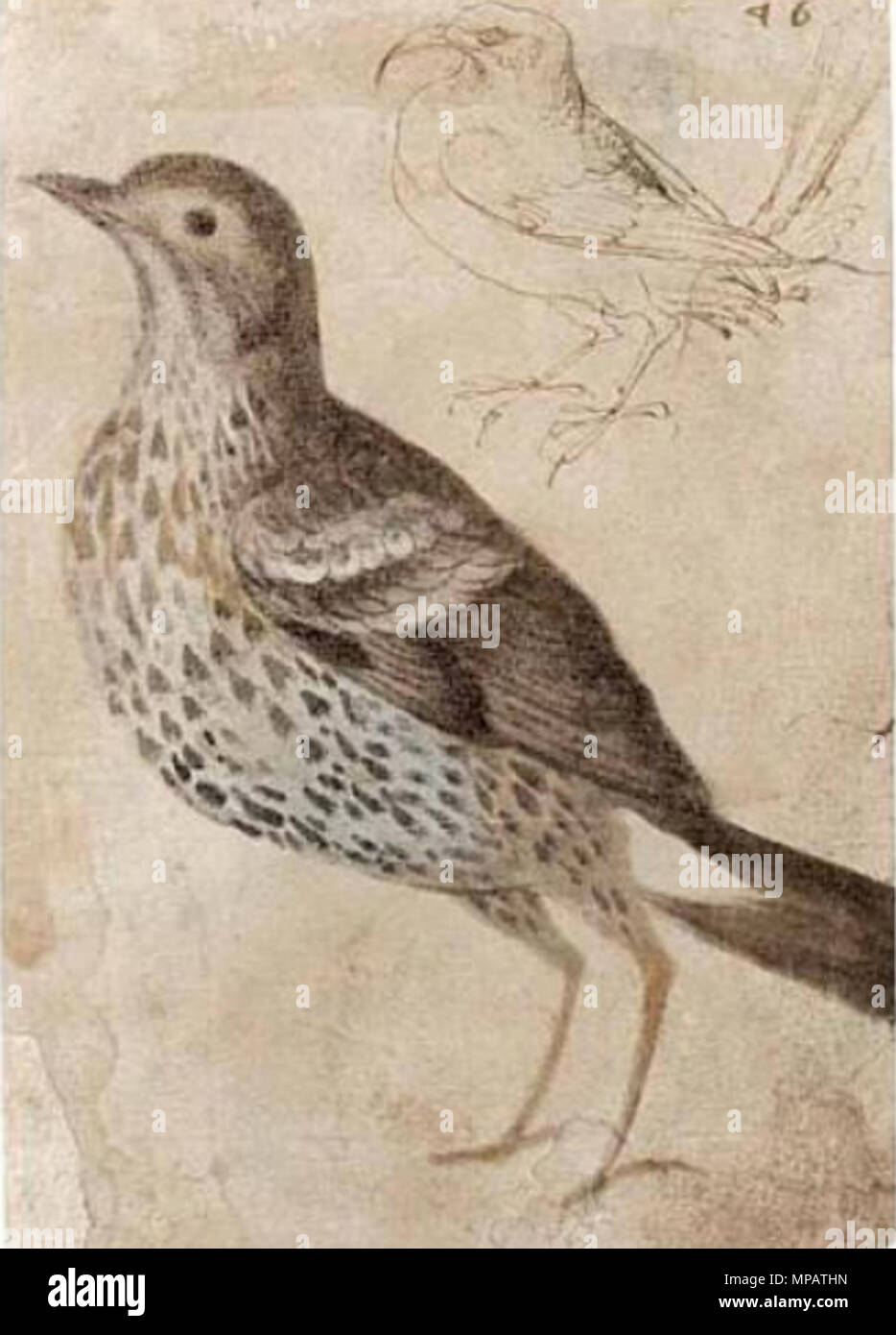 . Mistle Thrush : anglais et Alpine Chough par Giovanni da Udine . 26 juillet 2013, 11:40:41. Giovanni da Udine (1487-1564) Description peintre, architecte et sculpteur Date de naissance/décès 15 octobre 1487 Lieu de naissance 1564 décès/Udine Rome Haute Renaissance Période de travail contrôle d'autorité : Q983350 : VIAF 17255996 ISNI : 0000 0001 1561 0475 ULAN : 500004700 RCAC : nr88006866 : WGA GIOVANNI DA UDINE WorldCat 897 Mistlethrushbonna Banque D'Images