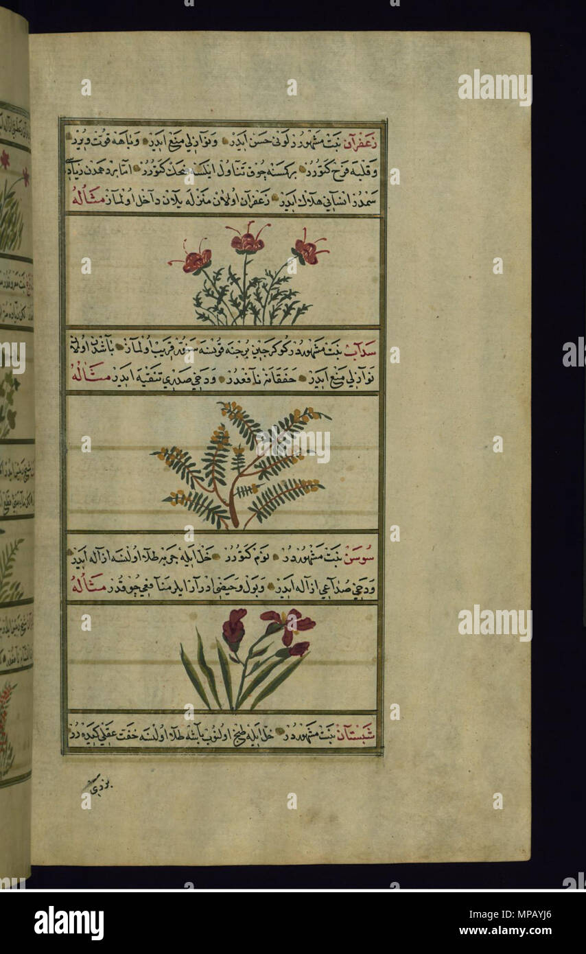 W.659.233b 910 Muhammad ibn Muhammad Shakir Ruzmah-'i Nathani - Safran, rue, et le muguet - Walters W659233B - Page complète Banque D'Images