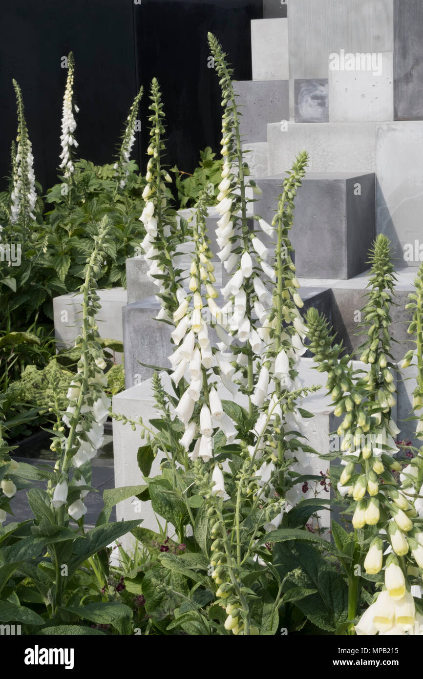 La peau profondément au jardin RHS Chelsea 2018 conçu par Robert Barker Banque D'Images