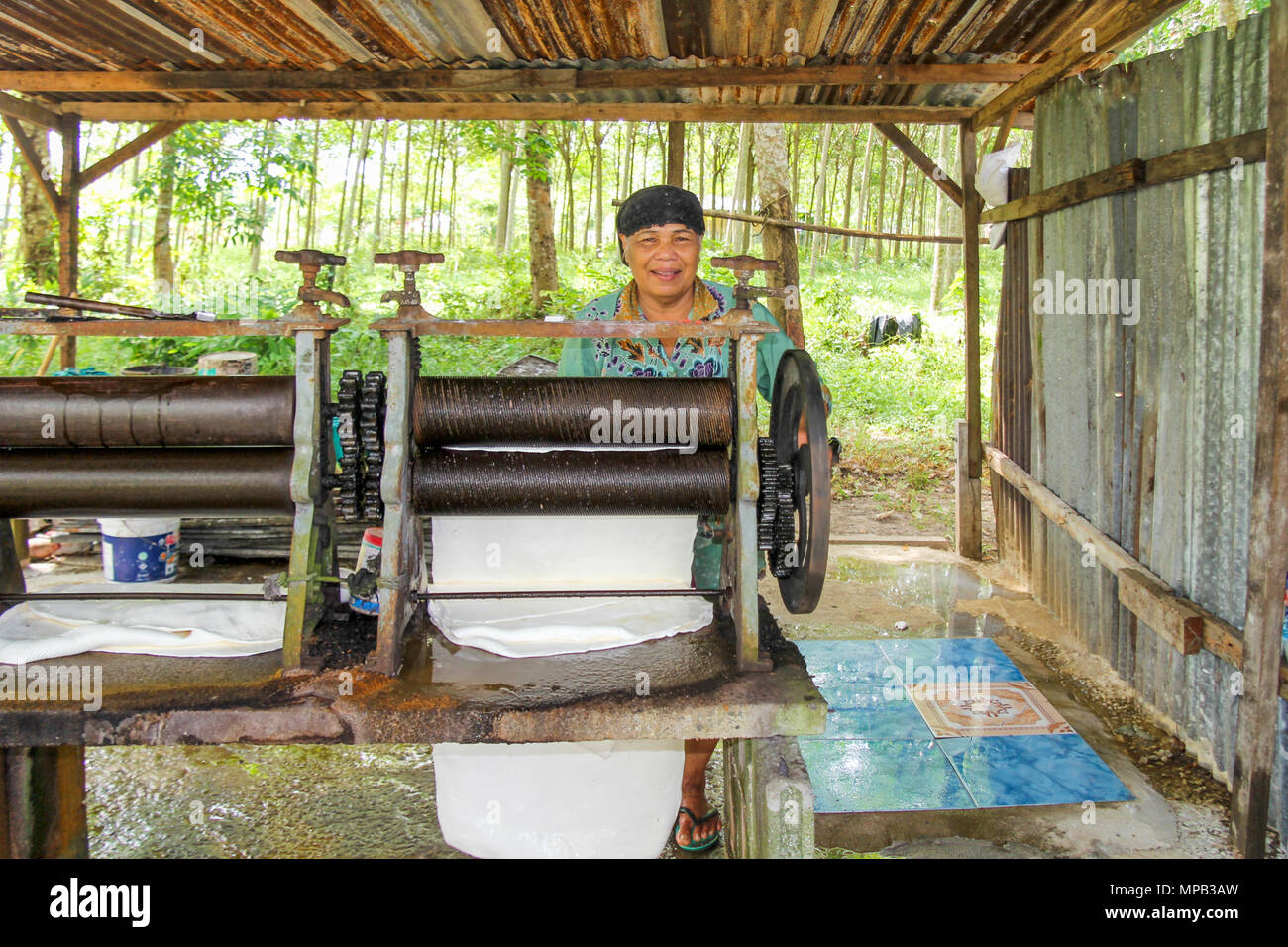 Phuket, Thaïlande - 10 août 2012 : Femme en hut en plantations de caoutchouc latex matériel roulant. Caoutchouc est une industrie importante de Phuket. Banque D'Images
