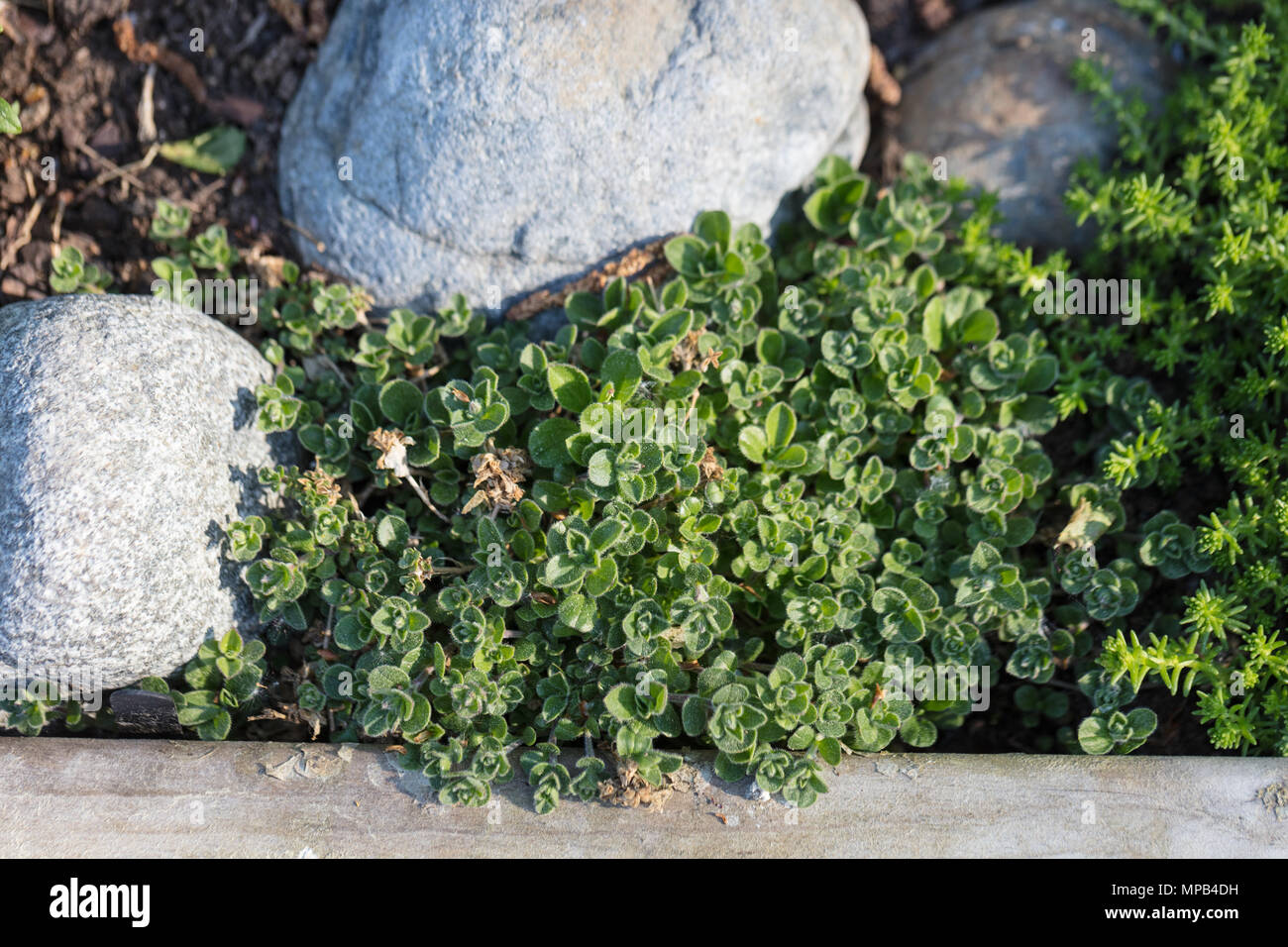 Alpine gypsophile, Gypsophila cerastioides Mattslöja () Banque D'Images