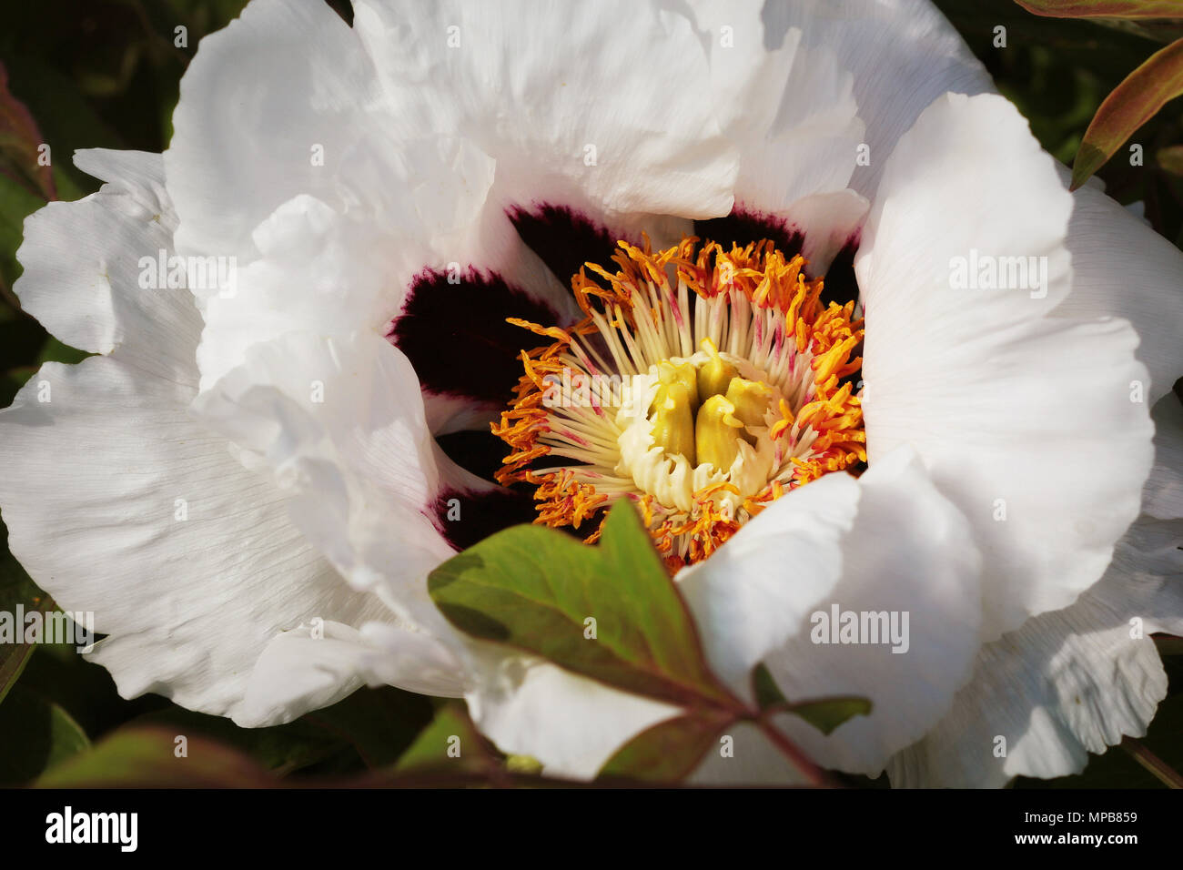 Arbre en fleurs de pivoine blanche. Grande pivoine blanche dans la saison  du printemps Photo Stock - Alamy