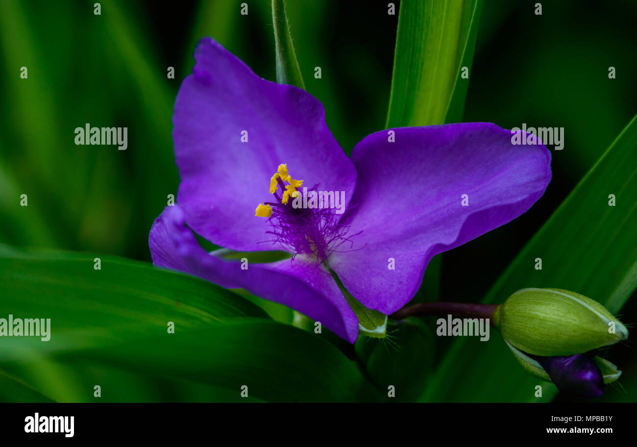 Fleur de Tradescantia Banque D'Images