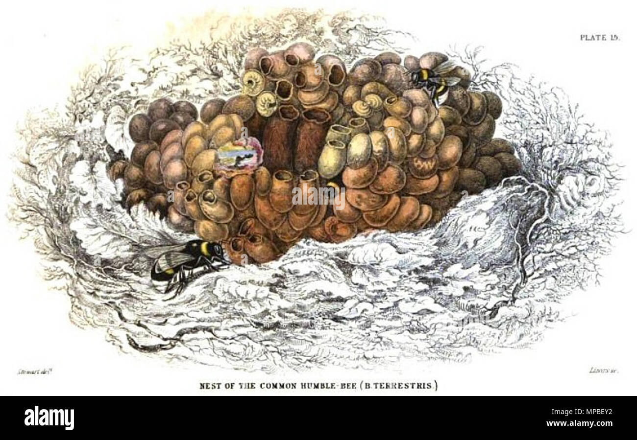 . English : 'nid de la politique Humble-Bee (B. terrestris)', la plaque 15 de la Bibliothèque du naturaliste, Tome VI. L'entomologie, par Sir William Jardine. Édimbourg : W.H. Lizars, 1840. Gravée par William Home Lizars (1788-1859) après avoir tracé probablement par James Hope Stewart (1789-1883). 'Stewart plaque membres del, sc Lizars'. 1840. Sir William Jardine 922 Nid de la plaque 15 Humble-Bee commun Jardine Banque D'Images