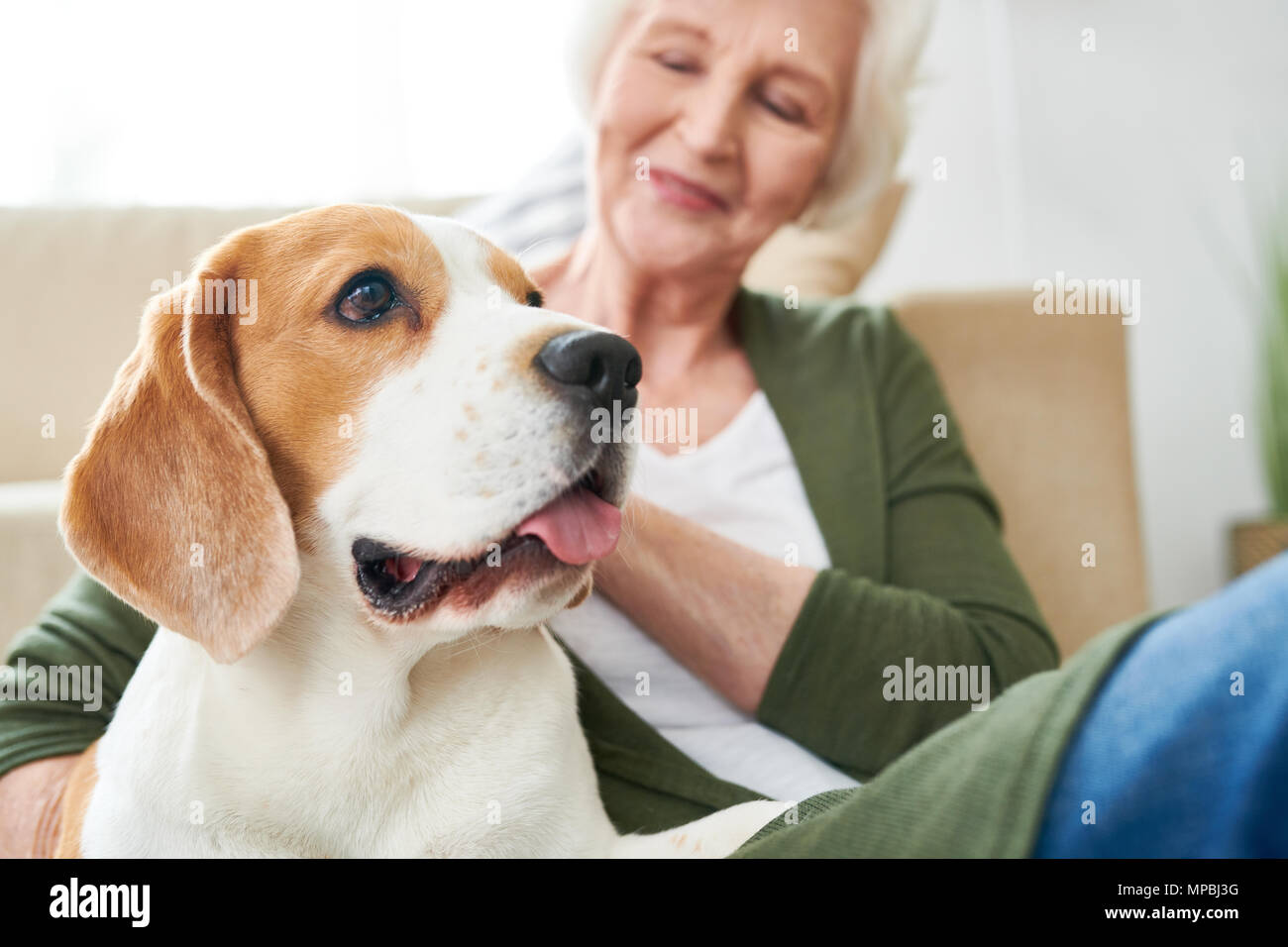 Proprietaire D Un Chien Beagle Avec De Hauts Photo Stock Alamy
