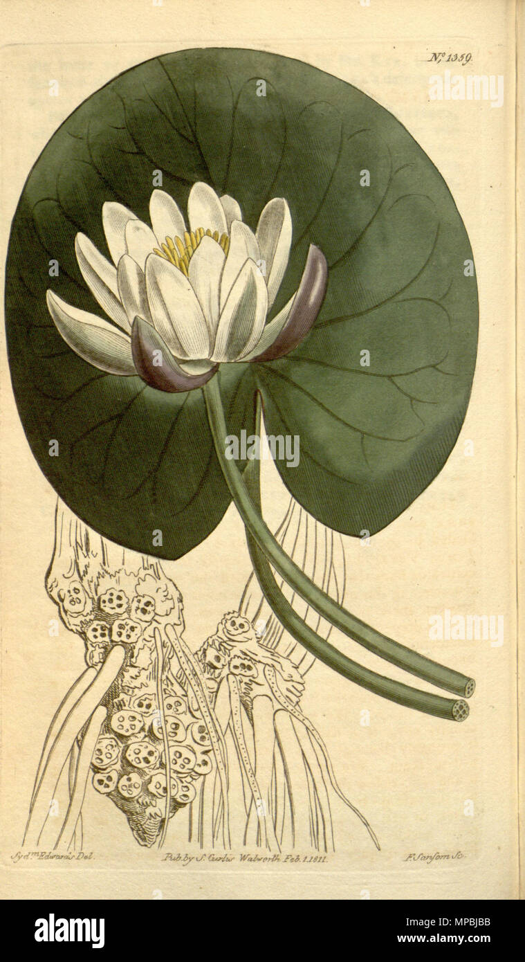 . Nymphaea alba subsp. candida . 1811. John Sims 936 Nymphaea candida Bot. Mag. 33. 1359. 1811 Banque D'Images