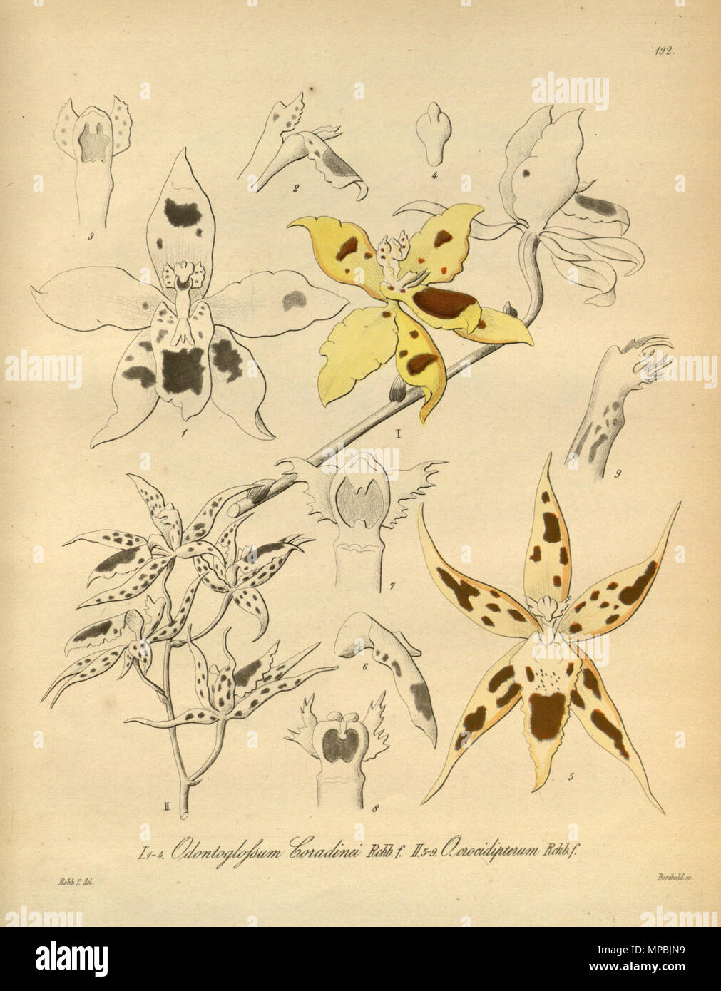 939 Odontoglossum × coradinei crocidipterum - Odontoglossum - Xenia 2-192 (1874) Banque D'Images